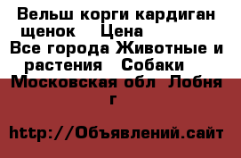 Вельш корги кардиган щенок  › Цена ­ 35 000 - Все города Животные и растения » Собаки   . Московская обл.,Лобня г.